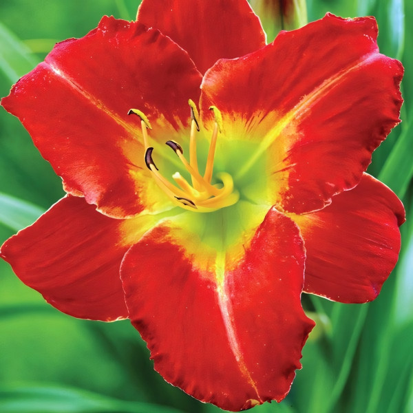 Саженцы Лилейник Amadeus (Амадеус)