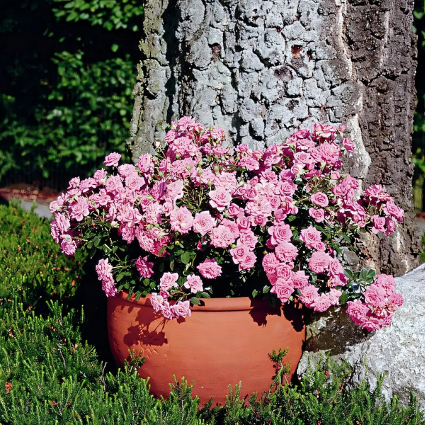 Саженцы Роза спрей Шугар Беби