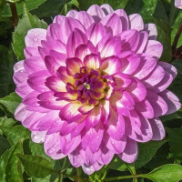 Саженцы Георгина низкорослая Bitsy (Битси)