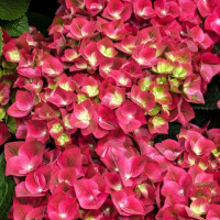 Саженец Гортензия крупнолистная Grunes Gewolbe (Грюнес Гевёльбе)