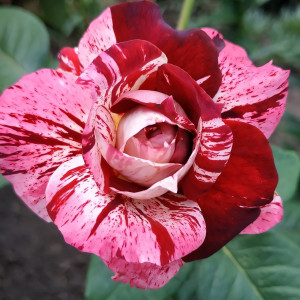 Саженцы Роза чайно-гибридная Папагено