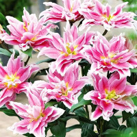 Луковицы  Лилия махровая восточная Roselily Natalia (Розели Наталия) (3шт.)