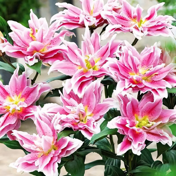 Луковицы  Лилия махровая восточная Roselily Natalia (Розели Наталия) (3шт.)