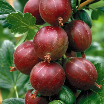 Саженцы Крыжовник Хиннонмаки Ред