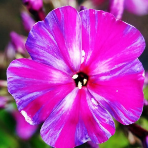 Саженцы Флокс метельчатый Autumn Joy (Отумн Джой)