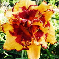 Саженцы Лилейник Bonibrae Sharky (Бонибраэ Шарки)