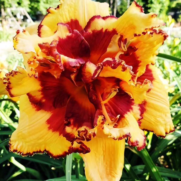 Саженцы Лилейник Bonibrae Sharky (Бонибраэ Шарки)