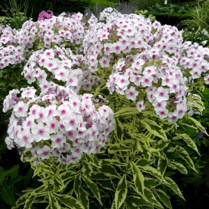 Саженцы Флокс метельчатый Nora Leigh (Нора Лей)