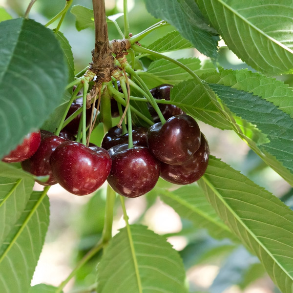 Саженцы Черешня Рубиновая Кубани