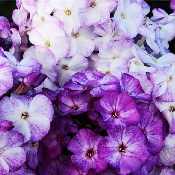 Саженцы Флокс Freckle Blue Shades (Фрекл Блу Шейдс)