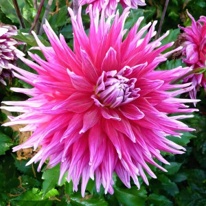 Саженцы Георгина кактусовая Grande Finale (Гранд Финале)