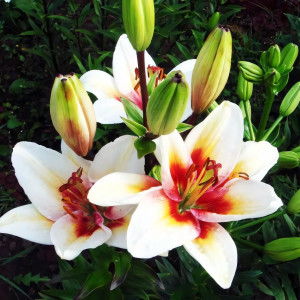 Лилия биколор азиатская Tinos (Тинос)