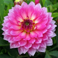 Саженцы Георгина гэллери Gallery Bellini (Гэллери Беллини)