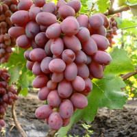 Саженцы Виноград Сенсация