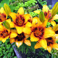 Луковицы  Лилия ЛА гибрид Sweet Valley (Свит Вэлли) (3шт.)