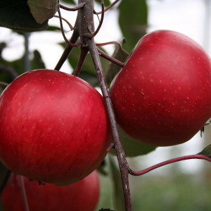 Саженцы Яблоня Ред Пешн (красная мякоть)