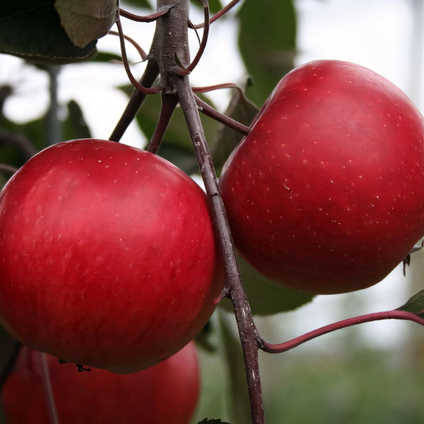 Саженцы Яблоня Ред Пешн (красная мякоть)