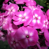 Саженцы Флокс Катерина