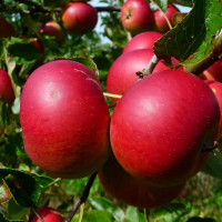 Саженцы Яблоня Услада