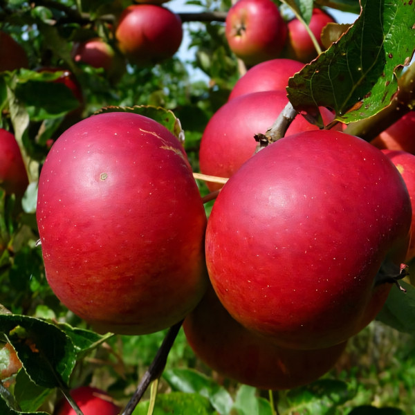 Саженцы Яблоня Услада