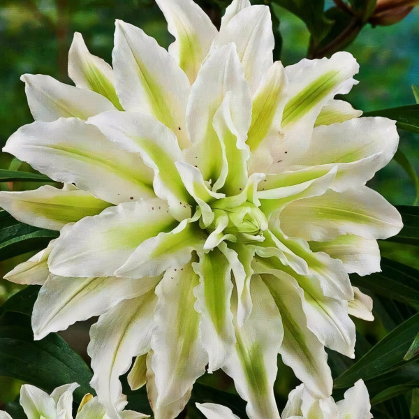 Луковицы  Лилия восточная Polar Star (Полар Стар) (3шт.)