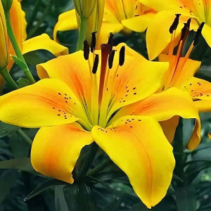  Лилия азиатская Golden Joy (Голден Джой)