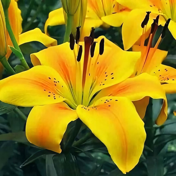 Луковицы  Лилия азиатская Golden Joy (Голден Джой) (3шт.)