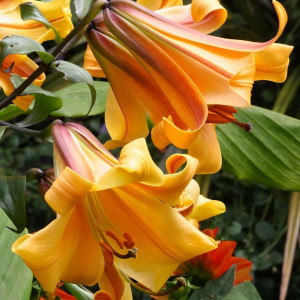  Лилия трубчатая African Queen (Африкан Квин)