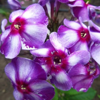 Саженцы Флокс Маргри