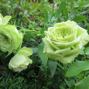 Саженцы Роза чайно-гибридная Амандина