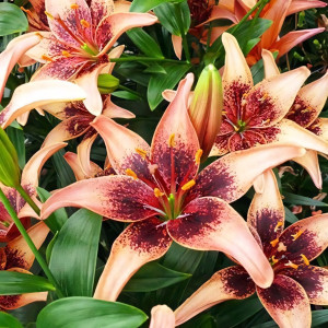  Лилия азиатская Whistler (Уистлер)