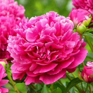 Пион Карл Розенфельд