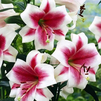  Лилия LOO гибрид Triumphator (Триумфатор)