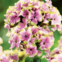 Саженцы Флокс Sherbet Blend (Щербет Бленд)