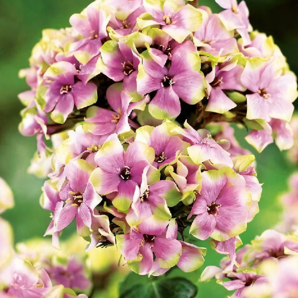 Саженцы Флокс Sherbet Blend (Щербет Бленд)