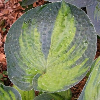 Саженцы Хоста Aureonebulosa (Ауреанебулоза) L