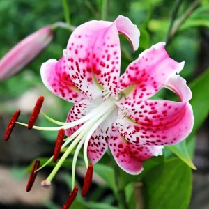  Лилия Speciosum Uchida (Сп. Ушида)
