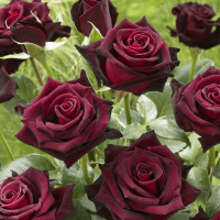 Саженцы Роза чайно-гибридная Блэк Баккара