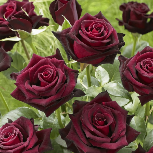 Саженцы Роза чайно-гибридная Блэк Баккара