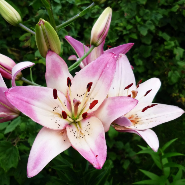 Луковицы  Лилия азиатская Rosella's Dream (Розеллаз Дрим) (3шт.)