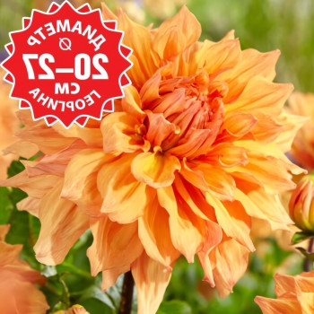 Саженцы Георгина Ben Huston NEW