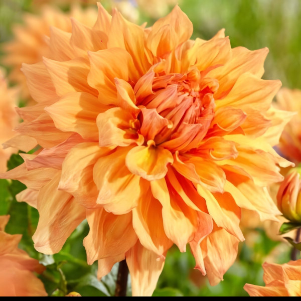 Саженцы Георгина Ben Huston NEW