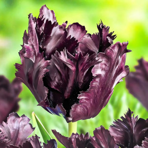 Тюльпан попугайный Фрозен Найт (в упаковке - 3шт.)