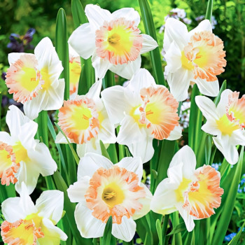 Нарцисс крупноцветковый Бритиш Гембл (в упаковке - 3шт.)