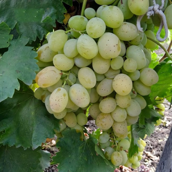 Саженцы Виноград Валентина