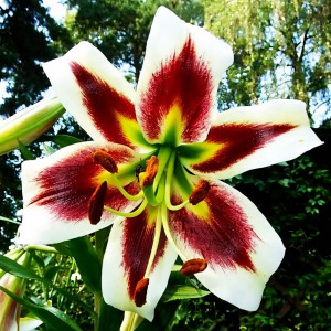  Лилия ОТ гибрид Lesley Woodriff (Лесли Вудриф)