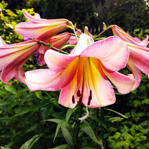  Лилия ОТ гибрид Beijing Moon (Бейджинг Мун)