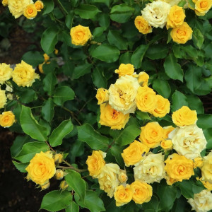 Саженцы Роза спрей Желтая Кукла