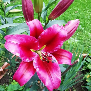  Лилия ОТ гибрид Palazzo (Палаццо)