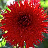 Саженцы Георгина бахромчатая Jaxon (Джексон)